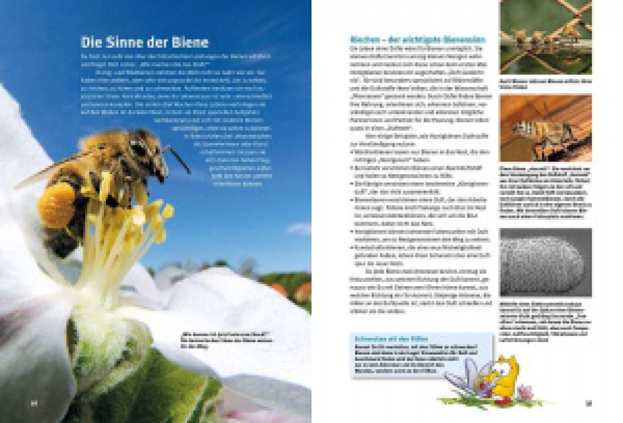 Entdecke die Bienen